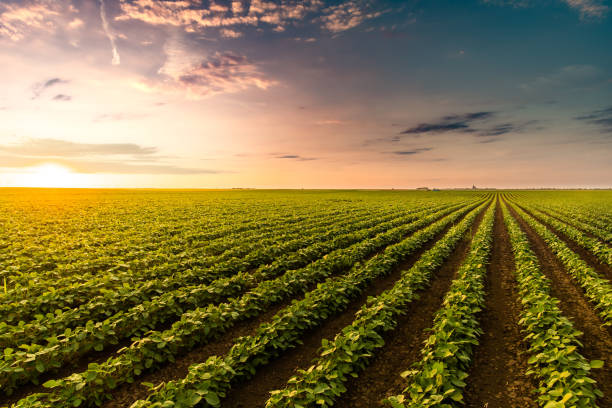 Cultivated land in a rural landscape at sunset