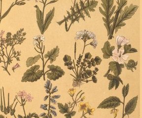 Balade botanique à la découverte des plantes urbaines